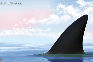 Shark Wallpapers « Animal Spot