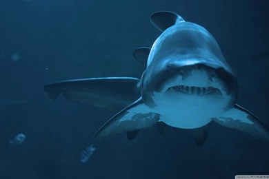 Bull Shark Desktop Backgrounds HD 1920x1080