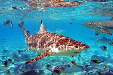 Hd Wallpapers Fish   Wallpapers Pictures Gallery