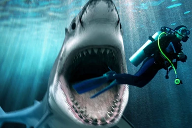 Download Shark Attack Widescreen Free Wallpapers 1680x1050