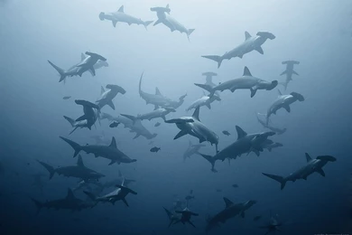 21372) Hammerhead Shark Desktop Backgrounds Wallpapers Attachment ...
