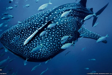 Whale Shark Computer Wallpapers, Desktop Backgrounds