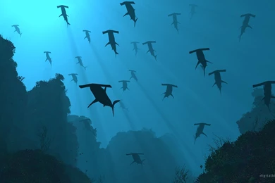 21363) Hammerhead Shark Full HD Wallpapers Attachment   WalOps.com