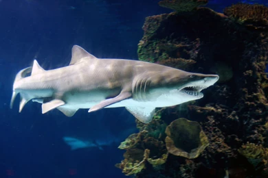 Sand Tiger Shark Computer Wallpapers, Desktop Backgrounds ...