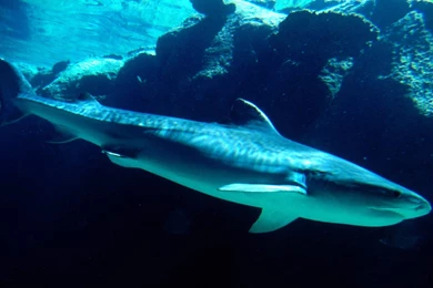 Beautiful Wallpapers: Shark Desktop Wallpapers