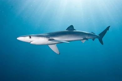 Blue Shark Wallpapers HD.jpg
