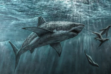 Sharks: Shark Animal Glass Bottle Free Desktop Wallpapers For HD 16 ...