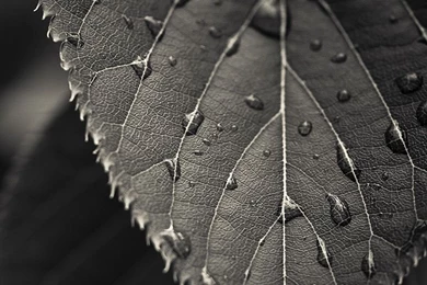 Download Free Nature/Landscape Mobile Phone Wallpapers For All ...