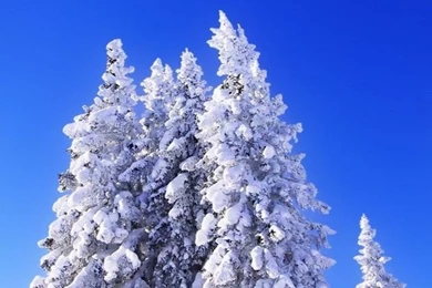 Winter Backgrounds Wallpapers