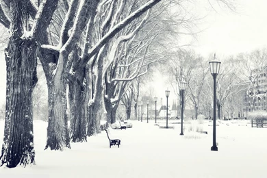 Snow In The Park Wallpapers 28098