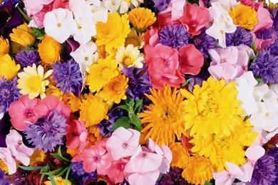 Wallpapers All Flowers HD Wallpapers Desktop Wallpapers ...