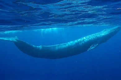 Blue Whale   Wallpaper.