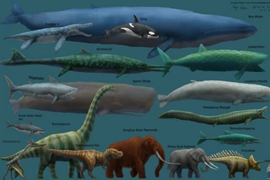 1200x768px Blue Whale' Size