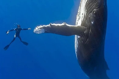 Seas Diver Whales High Five Blue Whale Fin