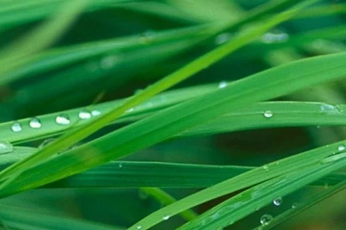 1080x1920 Beautiful Grass Water Nature Wallpapers HD