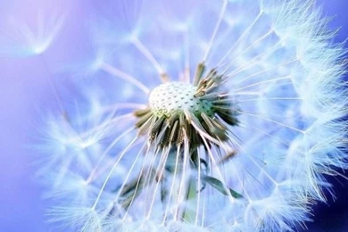 Wallpapers HD Backgrounds In Cafe Bazaar For Android · Cafe Bazaar ...