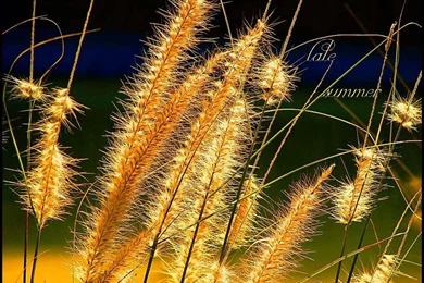 Hd Nature Wallpapers, View, Natural Images, Green, Windows 10, Mac ...