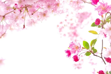 Sakura Wallpapers Hd Wallpapers ›› Page 0