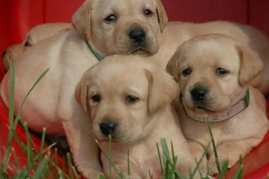 Three Labrador Retriever Puppies Photo And Wallpaper. Beautiful ...