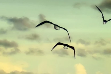 Wallpapers HD, Seagull, Clouds, Sky. Evening,   640x1136   129899