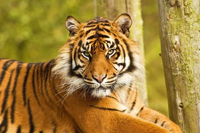 Face HD Animal Wallpapers