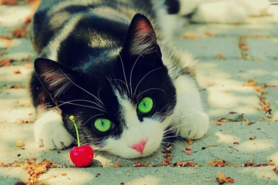 Eyes HD Cat Wallpapers