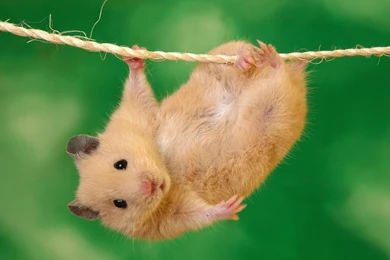 The Simpsons Free Wallpapers Download 9   HD Wallpaper Backgrounds