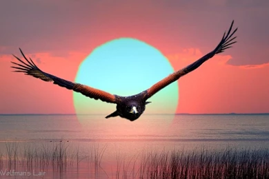 Eagle Is American Patriot Wallpapers