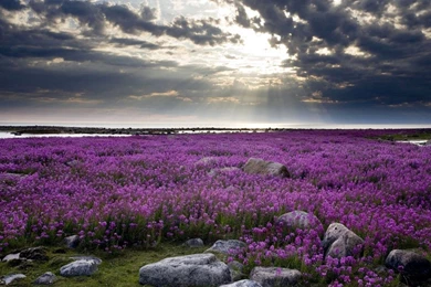 Free Wallpapers Free Nature Wallpapers HD Landscape 4 Wallpapers ...