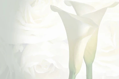 Wedding Background.gif   Ft. Myers WeddingsFt. Myers Weddings