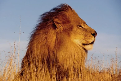 Download HD Lion Wallpapers For Desktop Backgrounds Free