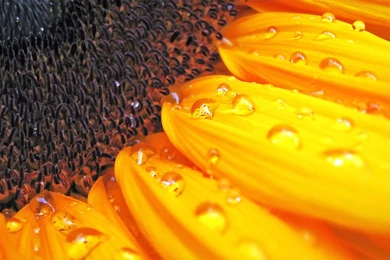 Natural Sunflower Wallpapers PC