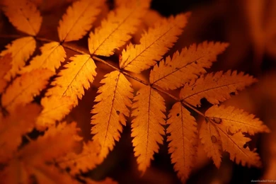 Download 1366x768 Brown Autumn Leaves Wallpapers