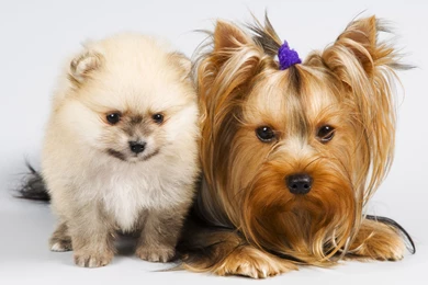 Gallery For   Cats Dogs Wallpapers Desktop