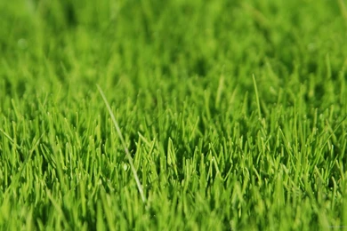 Download 1920x1080 Green Grass Wallpapers