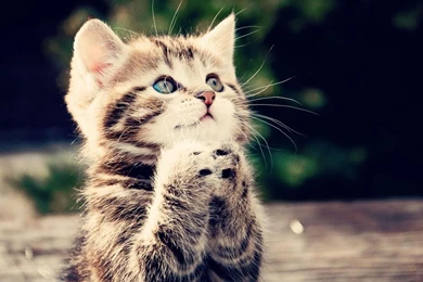 Gallery For   Funny Animal Wallpapers Free Download