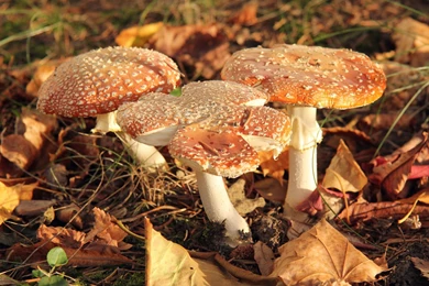 Infected Mushroom Wallpapers :: HD Wallpapers