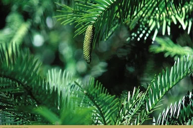 WollemiPine.com   Download The Wollemi Pine Wallpaper.