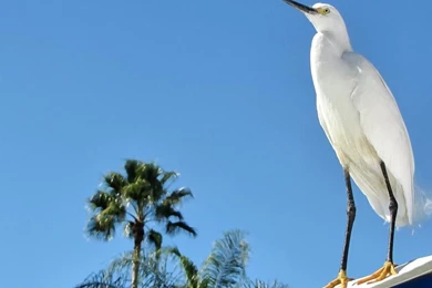 Zoo Animal Wallpapers