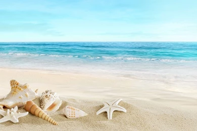 Shells On The Beach   1280 X 800 Widescreen Wallpapers