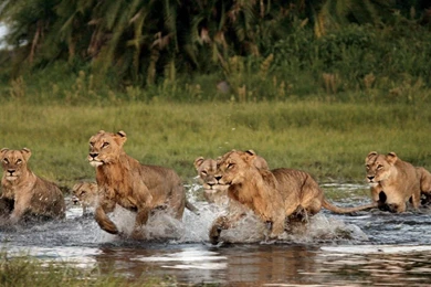 Desktop Wallpapers » Animals Backgrounds » A Pride Of Lions » Www ...