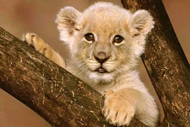 Lion Wallpaper, Mountain Lion Wallpapers   Hemslojdsgoten