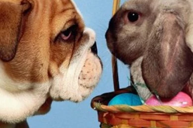 Free Download Lovely Easter 2013 Bunnies iPhone 5 HD Wallpapers ...