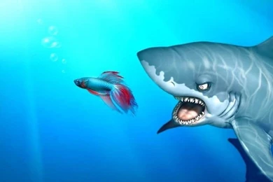 Windows Shark Funny Wild Sea Animals Free Desktop Backgrounds And ...