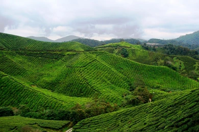 Awesome Green Landscapes Ultra High Resolution Hd Wallpapers ...