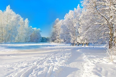 Winter Snow Field Tree Cloud Blue Sky Nature Scenic Highres White ...