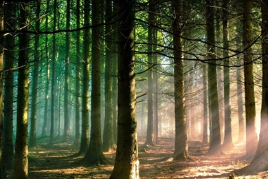 Download Free Forest Wallpapers