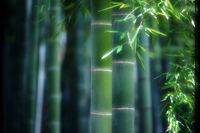 Download Free Forest Wallpapers