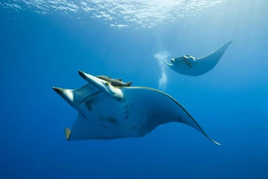 Ocean Life Wallpapers