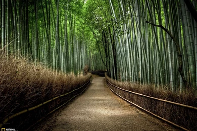 30 bamboo forest wallpaper 12.jpg